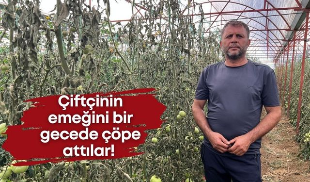 Antalya’da büyük vicdansızlık! Çiftçinin emeğini bir gecede çöpe attılar!