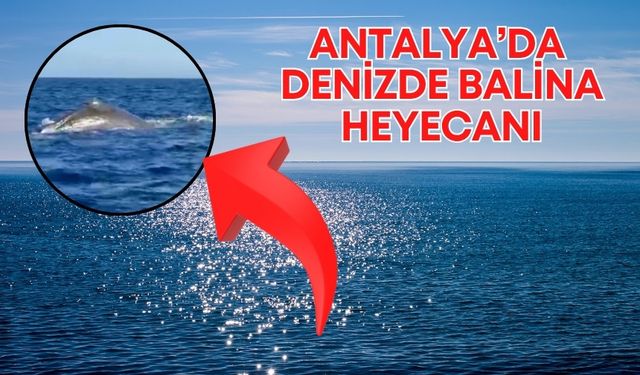 Antalya’da denizde balina heyecanı! 20 metre uzunluğunda, 70 ton ağırlığında…