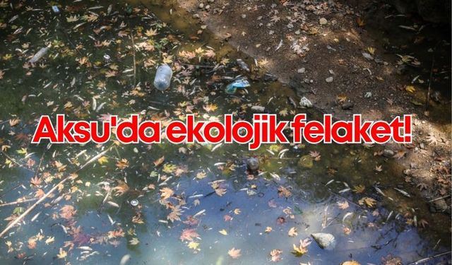Aksu'daki derede büyük felaket: Endemik balıklar öldü!