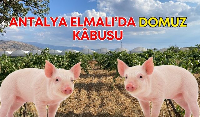 Antalya Elmalı’da domuz kâbusu! Önlemler fayda etmiyor, köylüler çaresiz