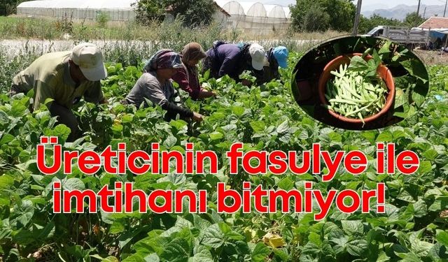 Fasulye üreticisi zorda: Fiyatlar maliyetin altında kaldı!