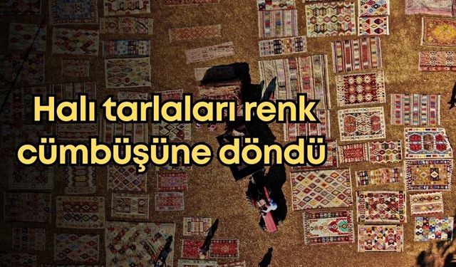 Antalya'da halı hasadı başladı: Tarlalar renk cümbüşüne döndü