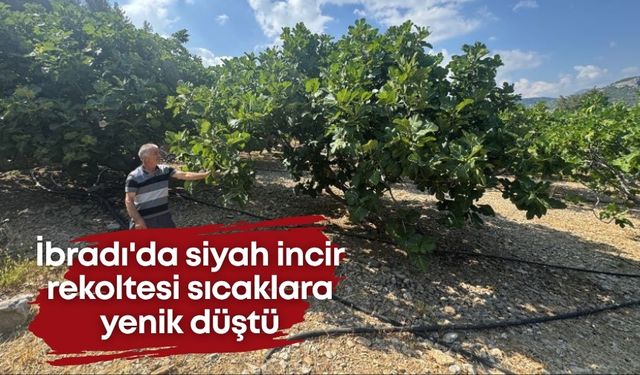 İbradı'da coğrafi işaretli siyah incir, sıcaklara yenik düştü