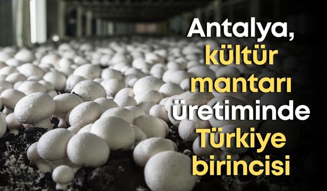 Antalya, kültür mantarı üretiminde Türkiye birincisi