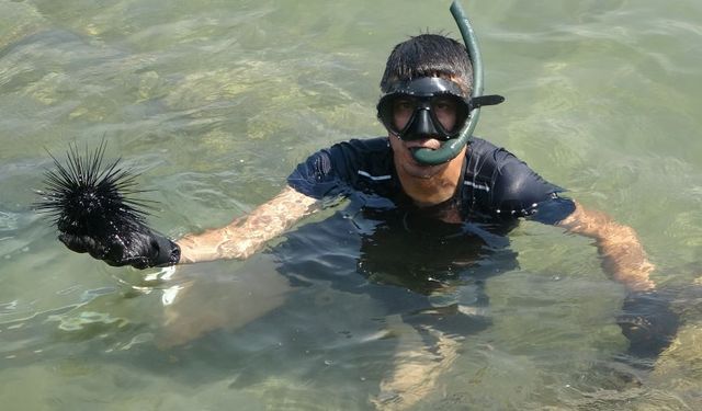 Mersin'de zehirli deniz kestaneleri bir anda yok oldu