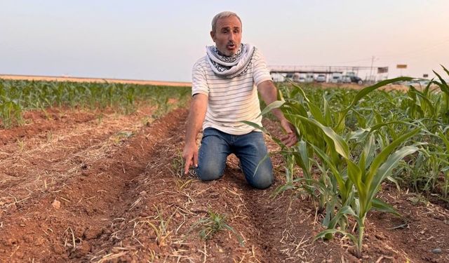 Şanlıurfa’da çiftçinin 200 dönüm tarlaya ektiği mısır yeşermedi