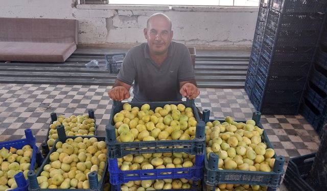 Mut inciri 35 bin ton rekolteyle Dubai ve Almanya'ya ihraç ediliyor