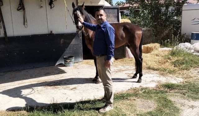 Muğla'da atlar güvende