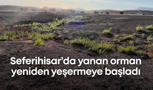 Bu topraklardan umut kesilmez: Seferihisar’da yanan orman yeniden yeşermeye başladı
