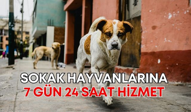 Antalya’da 7 gün 24 saat sokak hayvanlarına hizmet veriliyor!