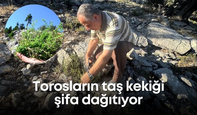 Torosların taş kekiği şifa dağıtıyor: Aksekililer yaylalara akın ediyor