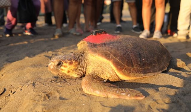 Ünlü Caretta Caretta "Tuba" yeniden denize bırakıldı