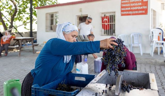 Mersin Büyükşehir'den üreticiye destek! Üzüm üreticilerinin yüzü güldü