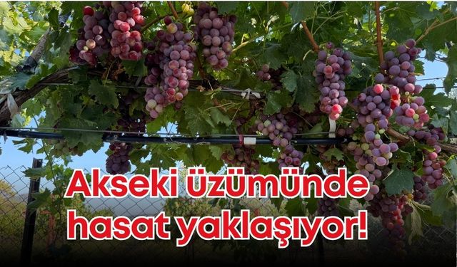 Akseki üzümünde hasat yaklaşıyor!