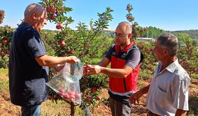 Konya’da hasadı yapılan elmaların pestisit oranı denetlendi