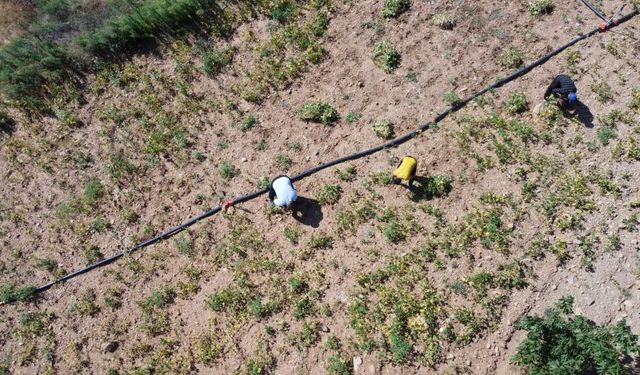 Torosların zirvesinden sofralara: Adana Feke'de beyaz fasulye hasadı başladı