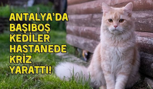 Antalya’da başıboş kedilerin devlet hastanesini mekan tutması tepki çekti!