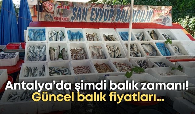 Antalya’da şimdi balık zamanı! Güncel balık fiyatları…