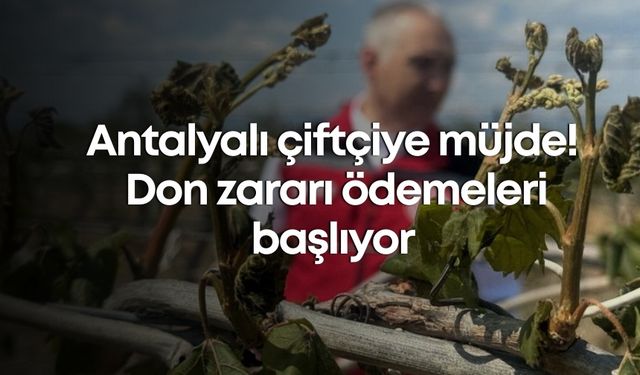 Antalyalı çiftçiye müjde! Don zararı ödemeleri başlıyor
