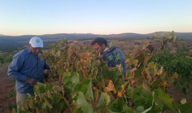 Konyalı çiftçiden sıfır maliyetli kuş savar
