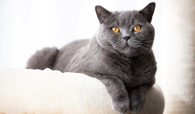 Antalya'da sokağa terk edilen kediye şefkat eli