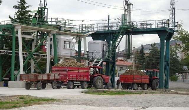 700 bin ton pancardan 80 bin ton şeker üretilecek
