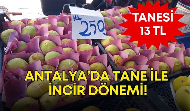 Antalya’da tane ile incir dönemi! Tanesi 13 TL