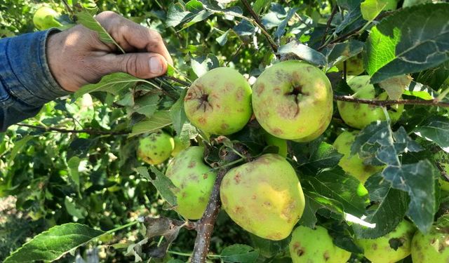 Konya'yı Eylül ayında dolu vurdu!