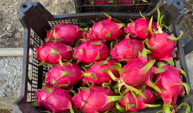 Alanya'da ejder meyvesi bereketi