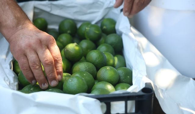 Mandalinayı kuraklık vurdu!