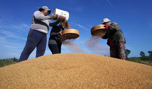 Altın susamda son kuşak alarmı: Gökova'nın efsane lezzeti işçi sıkıntısıyla tehlikede