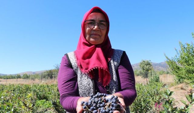 Antalya'dan köyüne döndü, kalbine şifa olan aronya yetiştirmeye başladı