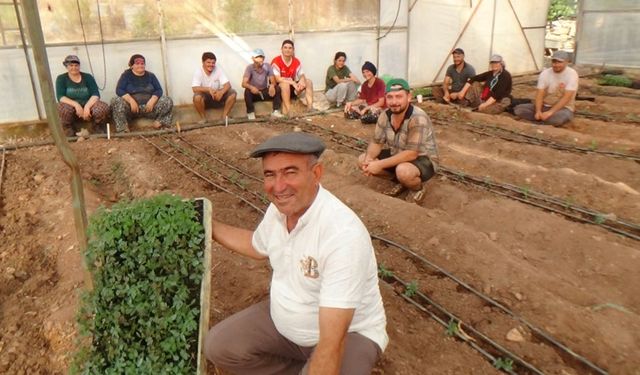 Kumluca'da seralar canlandı: İlk hasat Ocak ayında