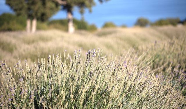 Burdur'da lavanta ihracatı: Susuz tarım ile gelen başarı