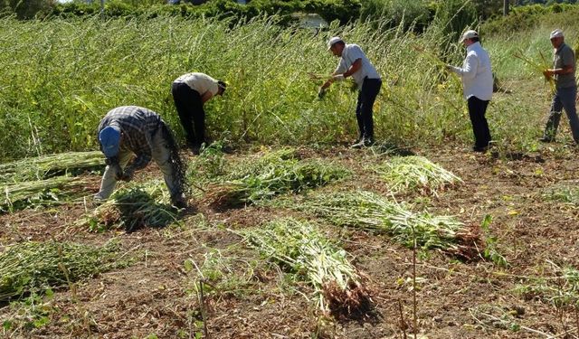 Manavgat'ın altın susamında hasat başladı: 4 bin ton rekolte bekleniyor