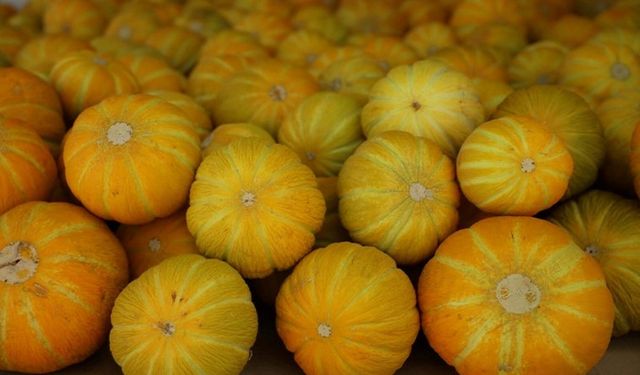 Yayla Kavunu hasadı Muğla'da gerçekleşti