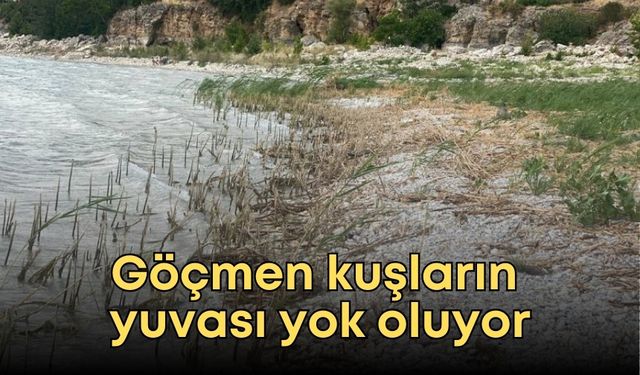 Göçmen kuşların yuvası yok oluyor: Eğirdir Altınkum’da sazlıklar kesildi