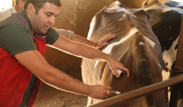 Muğla'da şap hastalığı ne durumda?