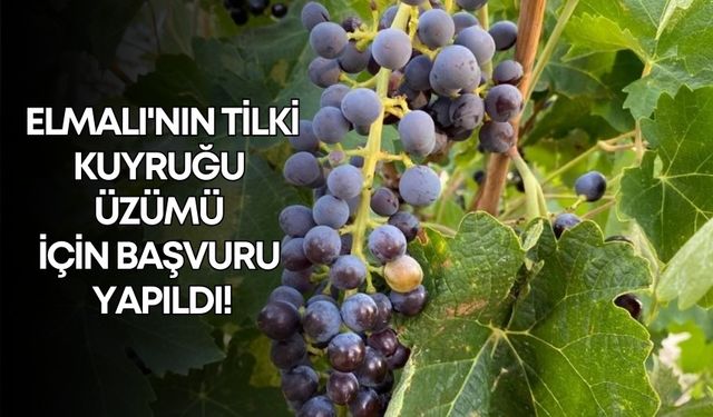 Elmalı'nın tilki kuyruğu üzümü için başvuru yapıldı!