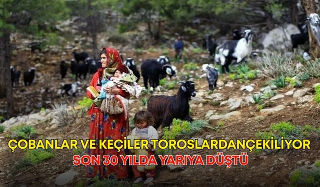 Çobanlar ve keçiler Toroslardan çekiliyor! Son 30 yılda yarıya düştü