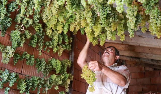 Toroslar'ın 'yeşil altını' gök üzüm, Hadim'de sofralara hazırlanıyor