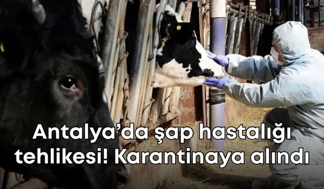 Antalya’da şap hastalığı tehlikesi! Korkuteli’nde bazı bölgeler karantinaya alındı