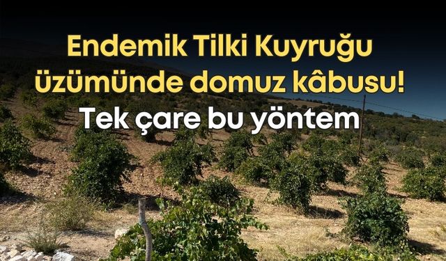 Endemik Tilki Kuyruğu üzümünde domuz kâbusu! Tek çare bu yöntemi buldular