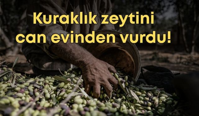 Kuraklık zeytini can evinden vurdu!