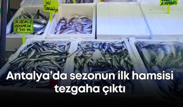 Antalya’da sezonun ilk hamsisi tezgaha çıktı