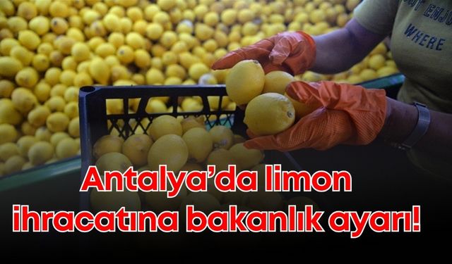 Antalya’da limon ihracatına bakanlık ayarı!