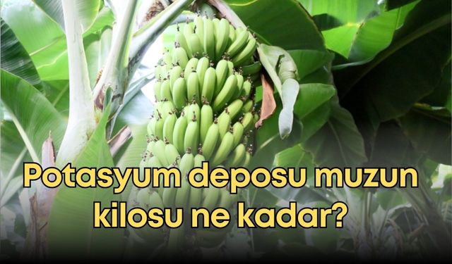 Potasyum deposu muzun kilosu ne kadar?