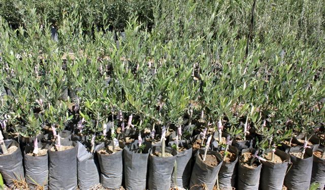 Antalyalı çiftçilere 250 bin yeşil zeytin fidesi dağıtıldı!