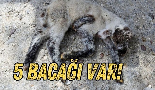 Manavgat’ta 5 bacaklı kuzu şaşkınlık yarattı