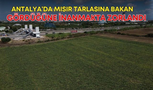 Antalya’da mısır tarlasına bakan gördüğüne inanmakta zorlandı